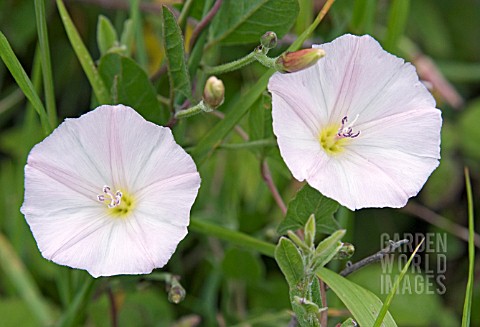 LESSER_BINDWEED_CONVOLVULUS_ARVENSIS_A_PALE_PINK_FORM_GROWING_IN_GRASS
