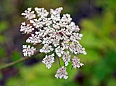 WILD CARROT, DAUCUS CAROTA, NEWLY OPENED INFLORESCENCE.