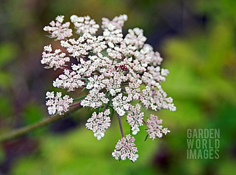 WILD_CARROT_DAUCUS_CAROTA_NEWLY_OPENED_INFLORESCENCE