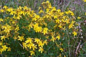 HYPERICUM PERFORATUM, PERFORATE SAINT JOHNS-WORT FLOWERING IN A MEADOW