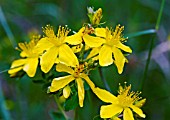 HYPERICUM PERFORATUM, PERFORATE SAINT JOHNS-WORT