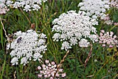 WILD CARROT, DAUCUS CAROTA, GROWING IN A MEADOW WITH POLLINATING INSECTS ON FLOWERS
