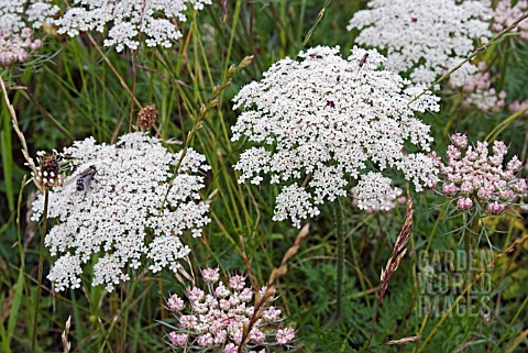 WILD_CARROT_DAUCUS_CAROTA_GROWING_IN_A_MEADOW_WITH_POLLINATING_INSECTS_ON_FLOWERS