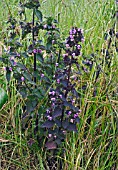 BALLOTA NIGRA, BLACK HOREHOUND, AN UNUSUAL DARK LEAF FORM GROWING IN A GRASS BANK