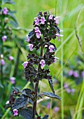 BALLOTA NIGRA, BLACK HOREHOUND, AN UNUSUAL DARK-LEAVED FORM.