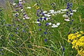 HAYFIELD WILDFLOWERS IN LATE SUMMER WITH ECHIUM VULGARE - VIPERS BUGLOSS, ACHILLEA MILLEFOLIUM - YARROW AND SENECIO JACOBAEA.