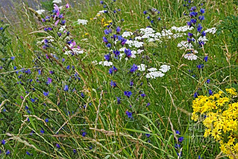 HAYFIELD_WILDFLOWERS_IN_LATE_SUMMER_WITH_ECHIUM_VULGARE__VIPERS_BUGLOSS_ACHILLEA_MILLEFOLIUM__YARROW