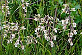 EPIPACTIS PALUSTRIS, MARSH HELLEBORINE, GROWING IN THE WILD.