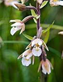 EPIPACTIS PALUSTRIS, MARSH HELLEBORINE