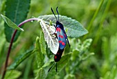 SIX-SPOT BURNET MOTH, ZYGAENA FILIPENDULAE, MATING PAIR ON SALIX CAPREA