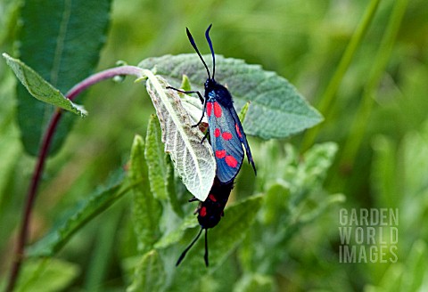 SIXSPOT_BURNET_MOTH_ZYGAENA_FILIPENDULAE_MATING_PAIR_ON_SALIX_CAPREA