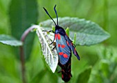 SIX-SPOT BURNET MOTH, ZYGAENA FILIPENDULAE, MATING PAIR ON SALIX CAPREA