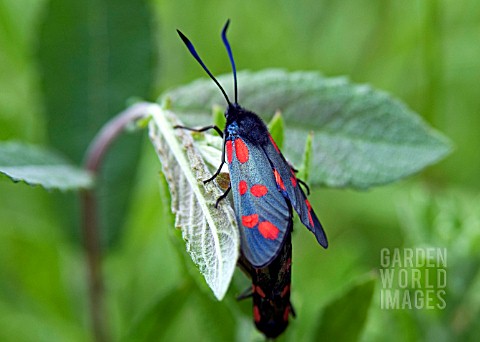 SIXSPOT_BURNET_MOTH_ZYGAENA_FILIPENDULAE_MATING_PAIR_ON_SALIX_CAPREA