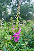 ROSEBAY WILLOWHERB, EPILOBIUM GLABELLUM, PART OF FLOWER SPIKE