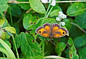 GATEKEEPER BUTTERFLY, PYRONIA TITHONUS, PERCHING ON BRAMBLE