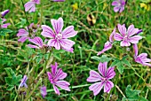 COMMON MALLOW, MALVA SYLVESTRIS, LATE SUMMER PLANTS FLOWERING AMONG GRASSES.