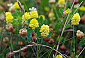 HOP TREFOIL, TRIFOLIUM CAMPESTRE, GROWING AMONG MEADOW GRASSES