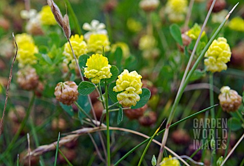 HOP_TREFOIL_TRIFOLIUM_CAMPESTRE_GROWING_AMONG_MEADOW_GRASSES