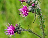 CIRSIUM PALUSTRE, MARSH THISTLE