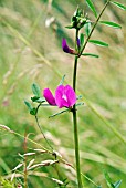 COMMON VETCH, VICIA SATIVA