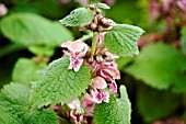 LAMIUM ORVALA