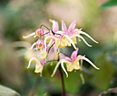 EPIMEDIUM FIRE DRAGON