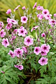 GERANIUM PALMATUM, POTTED PLANT IN FLOWER