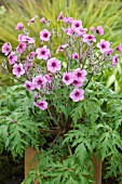 GERANIUM PALMATUM, POTTED PLANT IN FLOWER