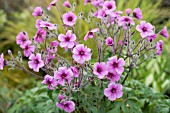 GERANIUM PALMATUM, POTTED PLANT IN FLOWER