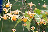 EPIMEDIUM AMBER QUEEN