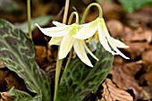 ERYTHRONIUM OREGONUM