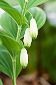 POLYGONATUM GLABERRIMUM