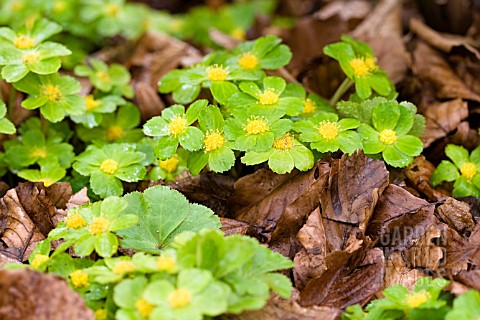 HACQUETIA_EPIPACTIS