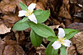 TRILLIUM PUSILLUM GROWING IN LEAF LITTER