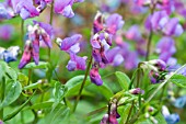 LATHYRUS VERNUS