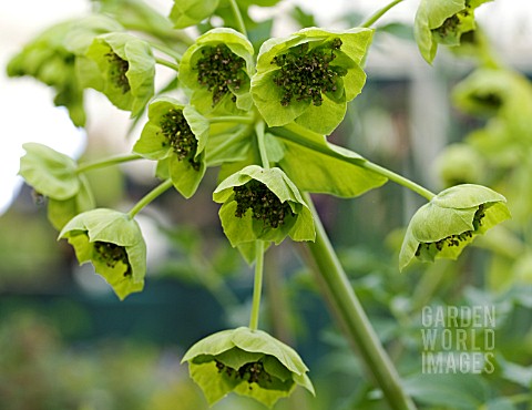 MATTHIASELLA_BUPLEUROIDES__CLOSEUP_OF_FLOWERS