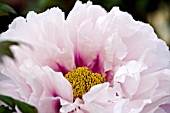 PAEONIA SUFFRUTICOSA  NIGATA AKASHIGATA