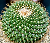 ECHINOCEREUS ENGELMANNII MUNTZII