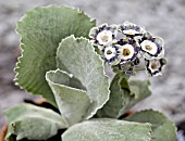 PRIMULA AURICULA BLUE BOY