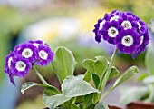 PRIMULA AURICULA COTTAGE BLUE