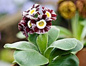 PRIMULA AURICULA RUDDY DUCK