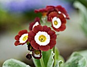 PRIMULA AURICULA MOJAVE