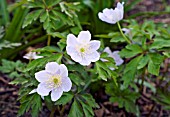 ANEMONE NEMOROSA PARLEZ VOUS