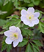 ANEMONE NEMOROSA PARLEZ VOUS