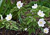 ANEMONE NEMOROSA PARLEZ VOUS