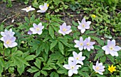 ANEMONE NEMOROSA ROBINSONIANA  GROWING IN WOODLAND GARDEN