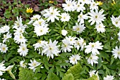 ANEMONE NEMOROSA HILDA