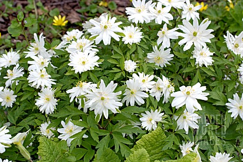 ANEMONE_NEMOROSA_HILDA