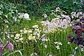 SPRING BORDER WITH CUCKOO FLOWER, PRIMULAS, SNAKES HEAD FRITILLARY, DARK HELLEBORE AND CAMELLIA