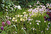 SPRING BORDER WITH CUCKOO FLOWER, PRIMULAS, SNAKES HEAD FRITILLARY, DARK HELLEBORE AND CAMELLIA